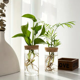 Jarrón de cristal para plantas de agua