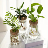Jarrón de cristal para plantas de agua