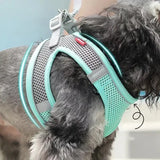 Set de arnés ajustable para cachorro