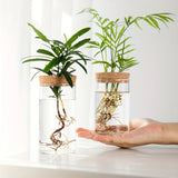 Jarrón de cristal para plantas de agua