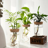 Jarrón de cristal para plantas de agua