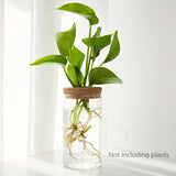 Jarrón de cristal para plantas de agua